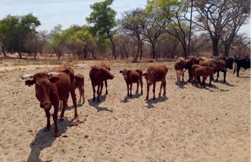 De koeien op het platteland, bij de waterput
